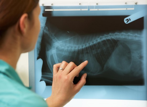 vet x-ray