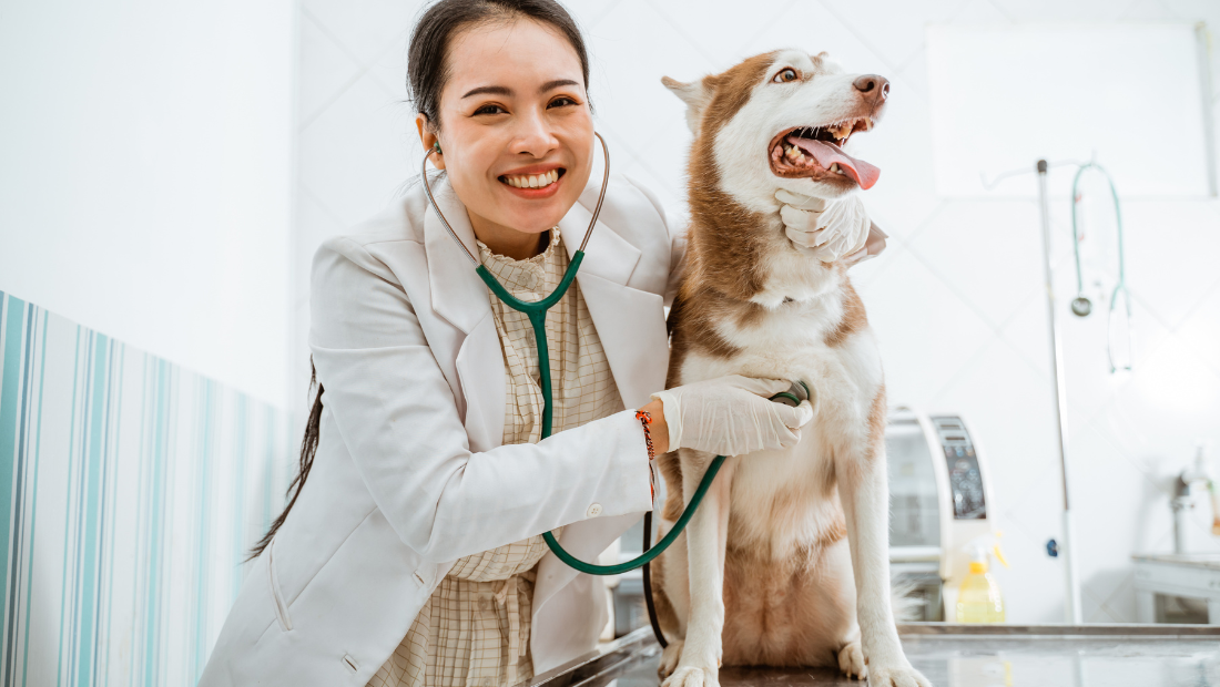 Vet with dog